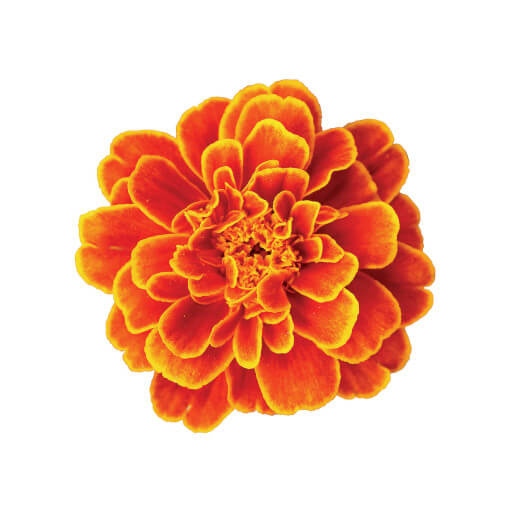 Marigold