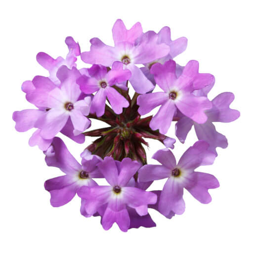 Verbena
