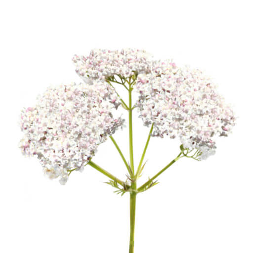 Valerian