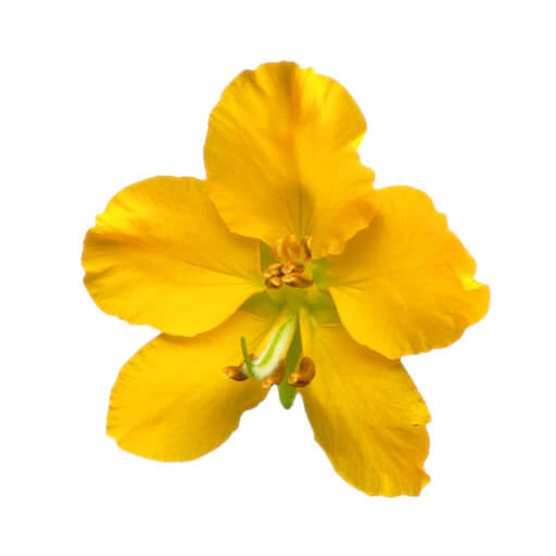 Senna
