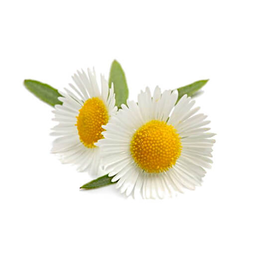 Chamomile