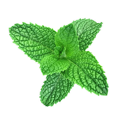 Spearmint