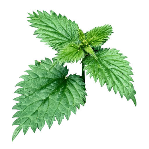 Nettle