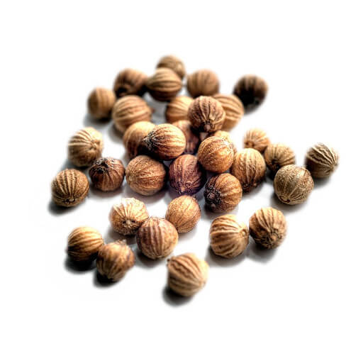 Coriander