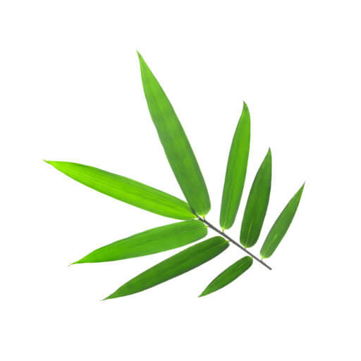 Bamboo Leaves